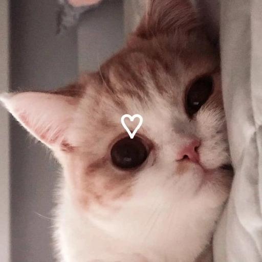 gatitos