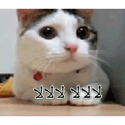 اليوم 