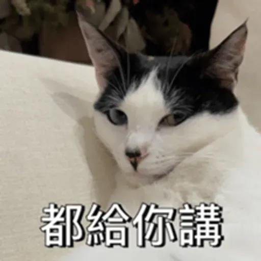必嚕小貓貓3-與貓妹妹撒給