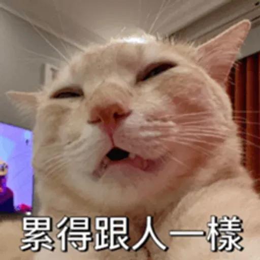 必嚕小貓貓3-與貓妹妹撒給