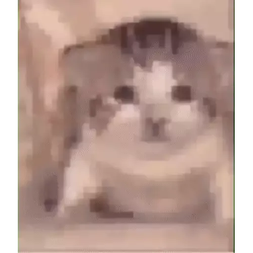 котики