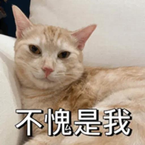 必嚕小貓貓3-與貓妹妹撒給