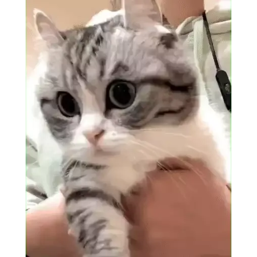котики