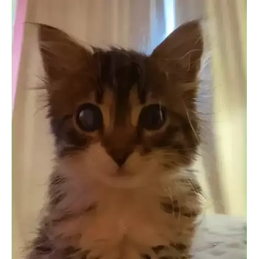 котики