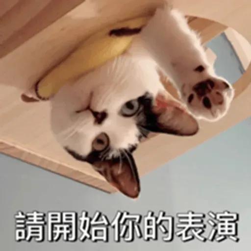 必嚕小貓貓3-與貓妹妹撒給