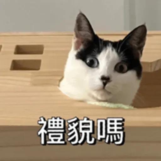 必嚕小貓貓3-與貓妹妹撒給