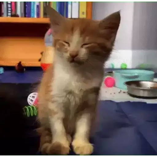 котики
