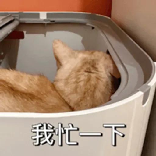 必嚕小貓貓3-與貓妹妹撒給