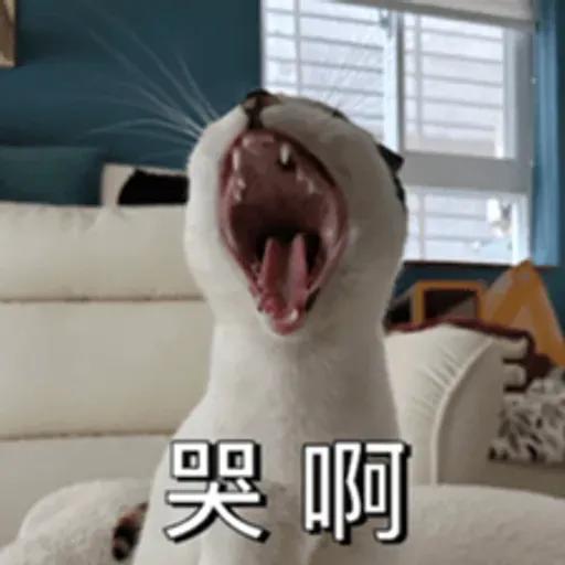 必嚕小貓貓3-與貓妹妹撒給