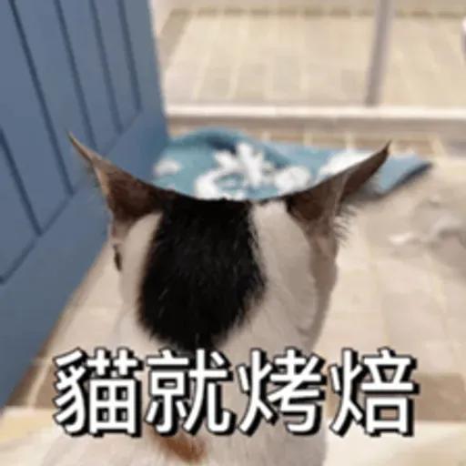 必嚕小貓貓3-與貓妹妹撒給