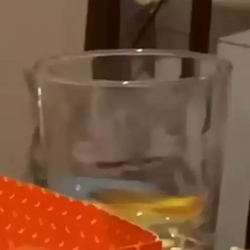 котики