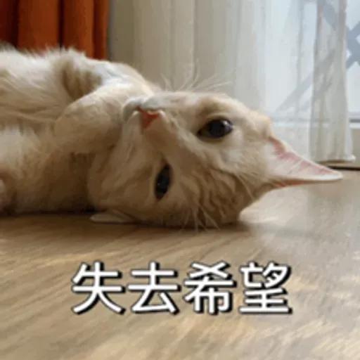 必嚕小貓貓3-與貓妹妹撒給