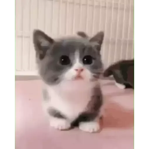 котики