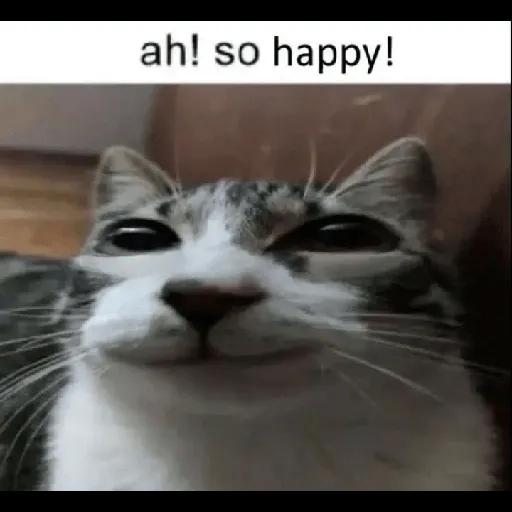 gatos sin contexto 🙀