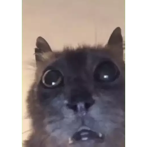 котики