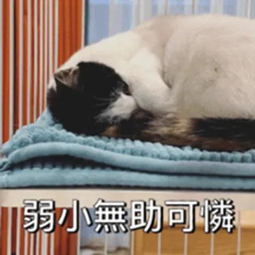 必嚕小貓貓3-與貓妹妹撒給
