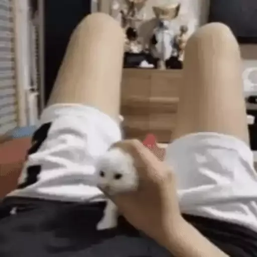 котики