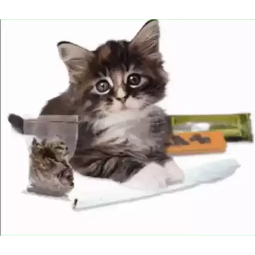 котики