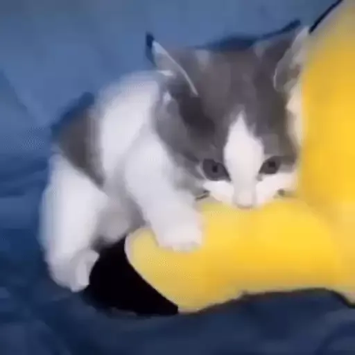 котики