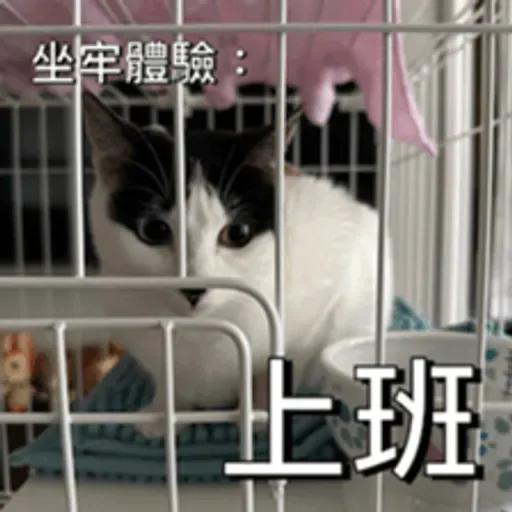 必嚕小貓貓3-與貓妹妹撒給