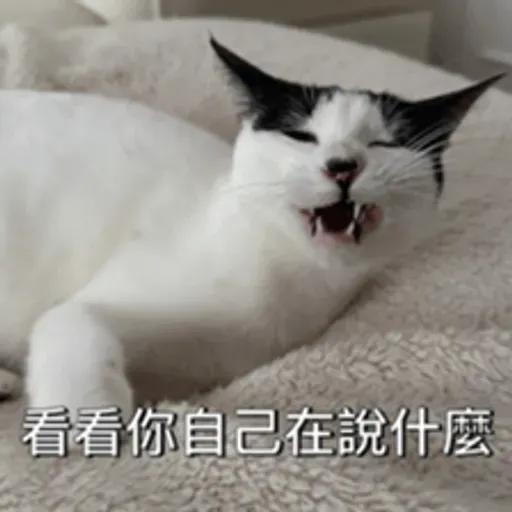 必嚕小貓貓3-與貓妹妹撒給