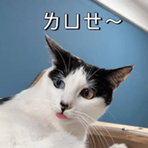 必嚕小貓貓3-與貓妹妹撒給