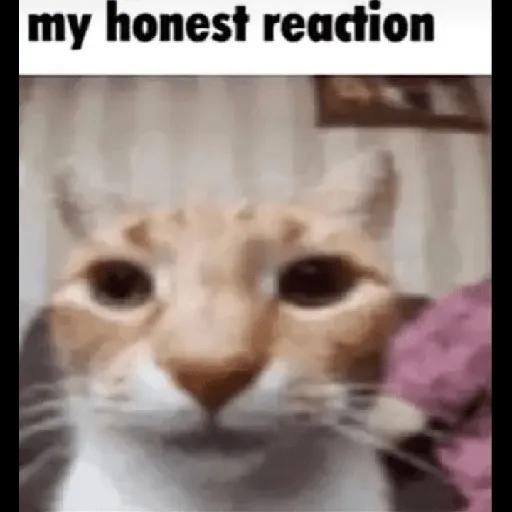 gatos sin contexto 🙀