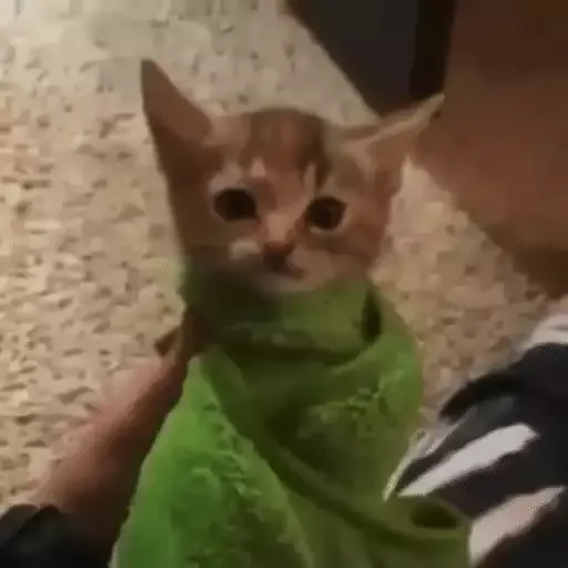 котики