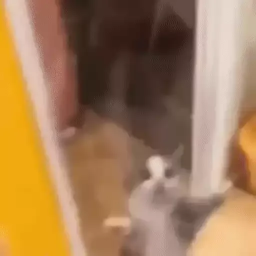 котики