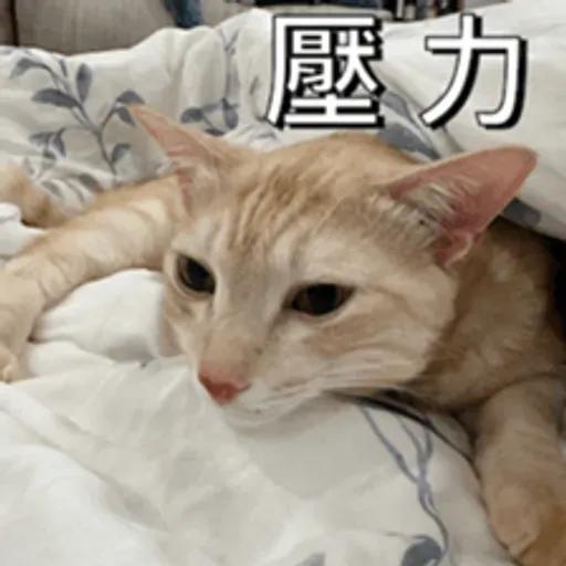 必嚕小貓貓3-與貓妹妹撒給