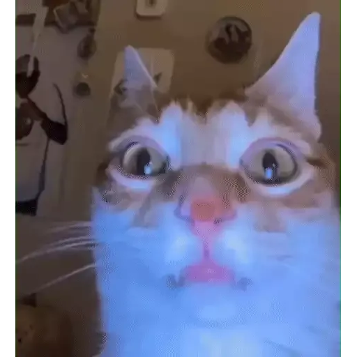котики