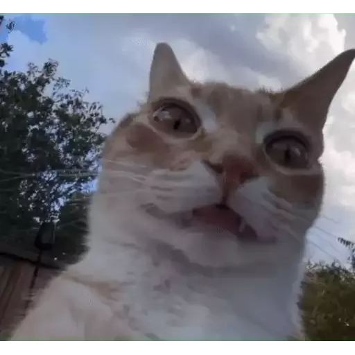 котики