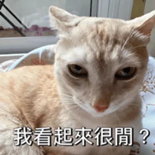 必嚕小貓貓3-與貓妹妹撒給