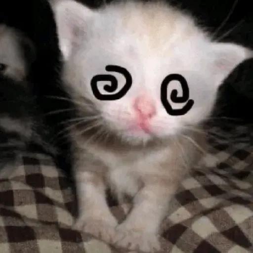 gatos sin contexto 🙀