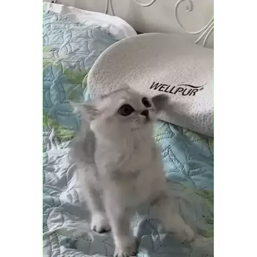 котики