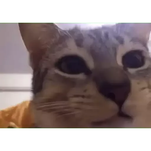 котики