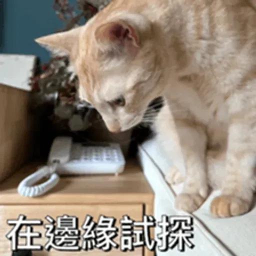 必嚕小貓貓3-與貓妹妹撒給