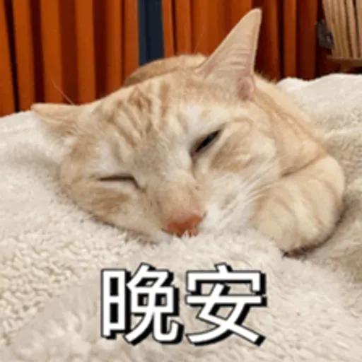 必嚕小貓貓3-與貓妹妹撒給