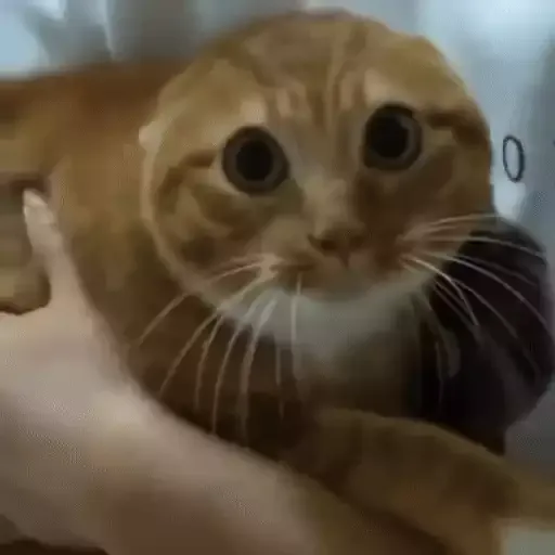 котики