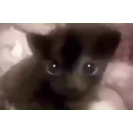 котики