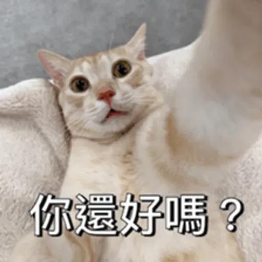 必嚕小貓貓3-與貓妹妹撒給