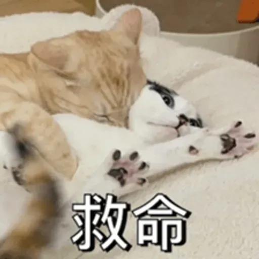 必嚕小貓貓3-與貓妹妹撒給