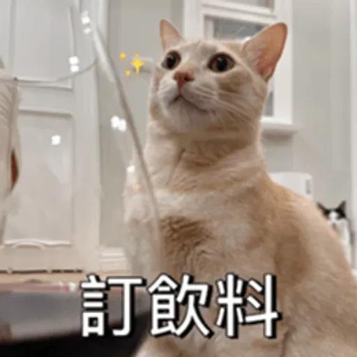 必嚕小貓貓3-與貓妹妹撒給