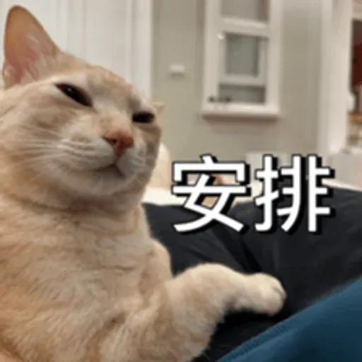 必嚕小貓貓3-與貓妹妹撒給