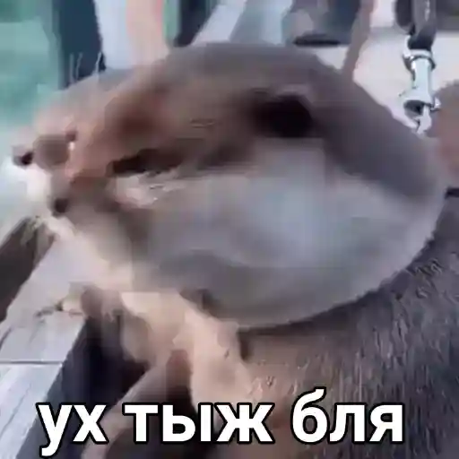 роллллллоог