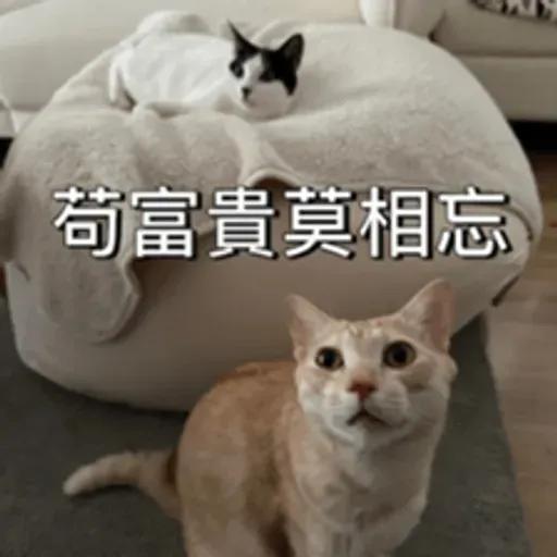 必嚕小貓貓3-與貓妹妹撒給