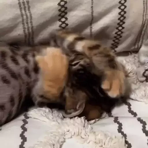 котики