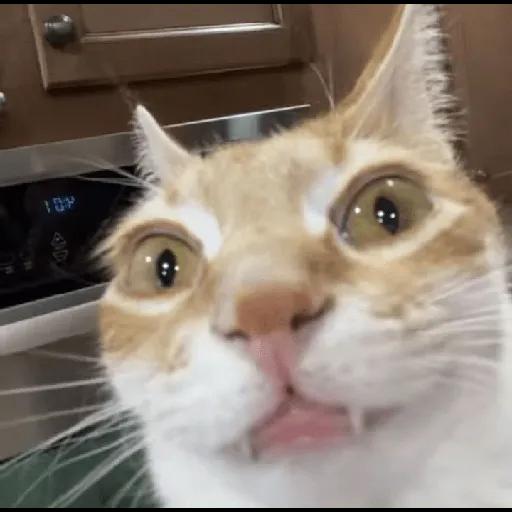 gatos sin contexto 🙀