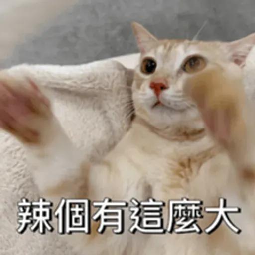 必嚕小貓貓3-與貓妹妹撒給