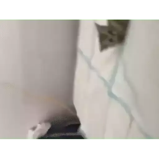 котики